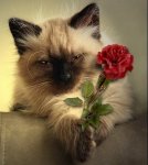 кот с цветком.jpeg