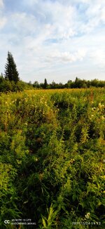 IMG_20210724_191239.jpg