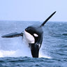 Neb052