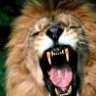 LeoAssassin